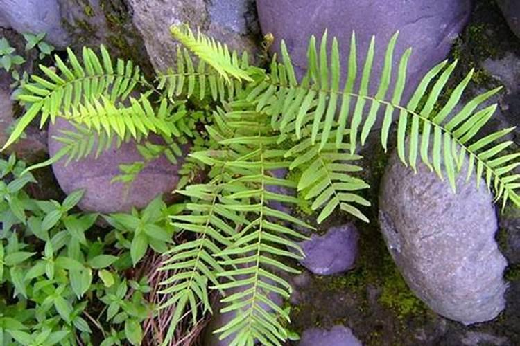 枇杷施肥时间、需肥特点及主要技术要求须知