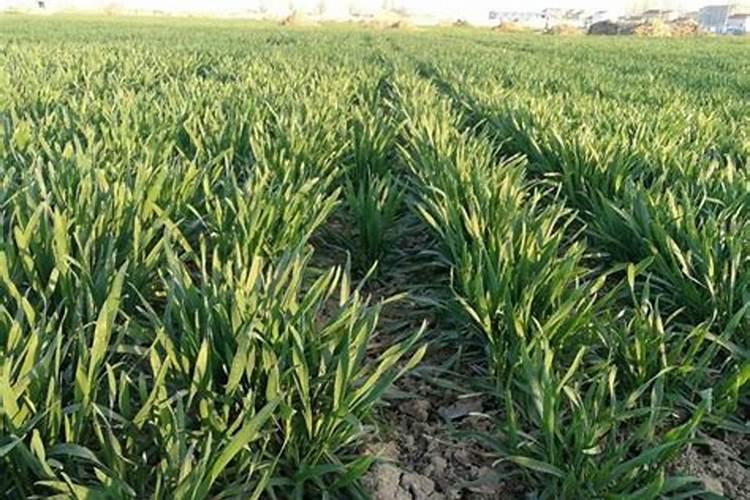 果树6月增施什么磷肥