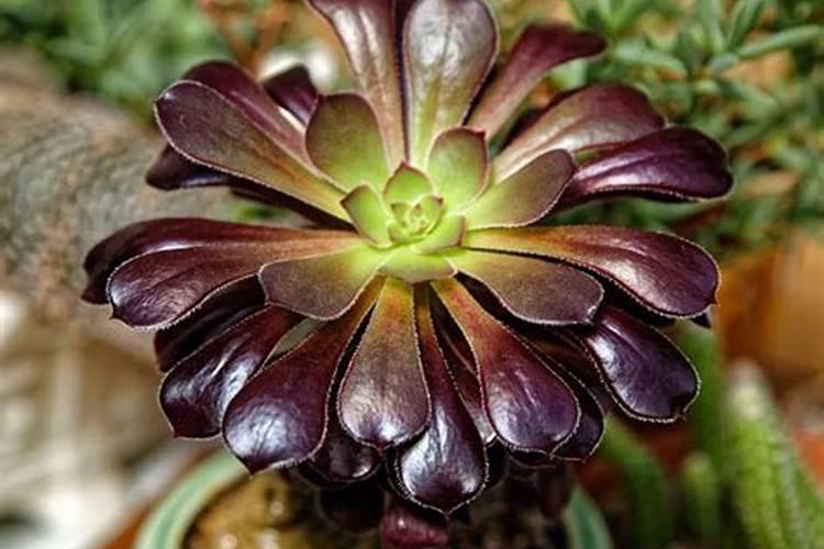 法师怎样才能爆多头