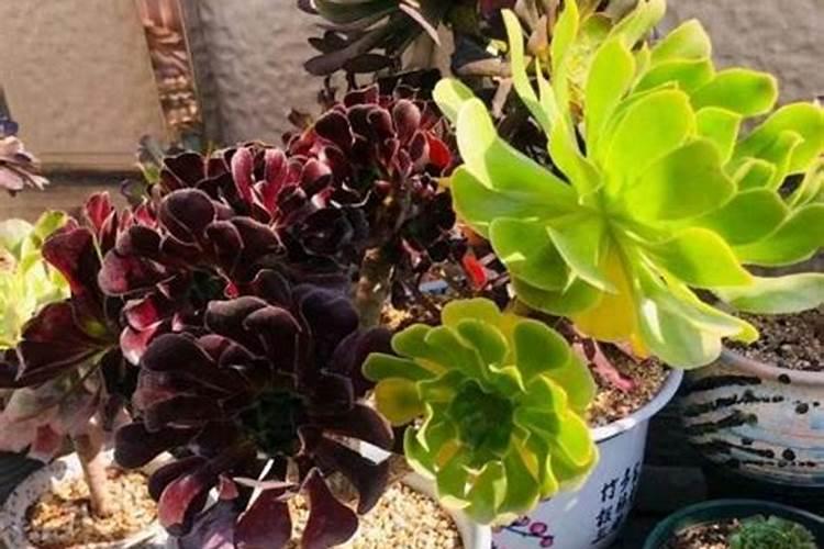 法师的养殖方法和浇水