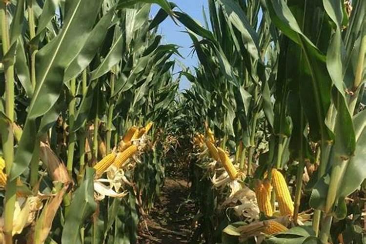 葡萄草莓等多种水果用膨大剂