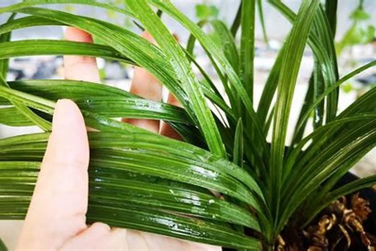 阳光玫瑰成熟期施什么肥