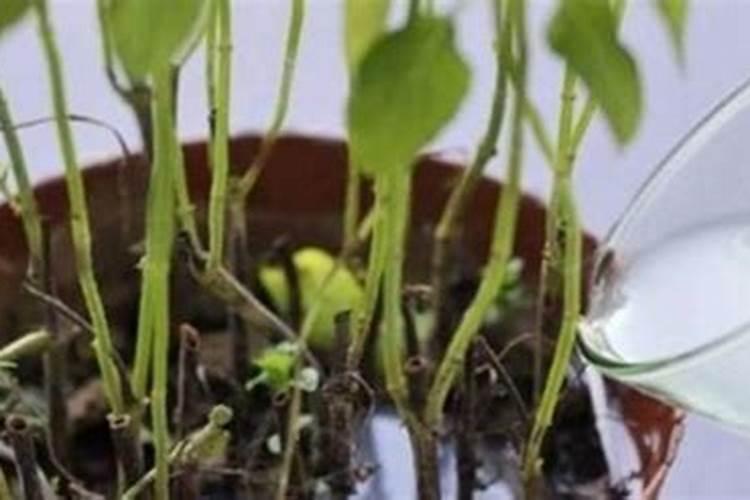 夏季爱开花的、喜欢酸性土壤的花有哪些？如何养？