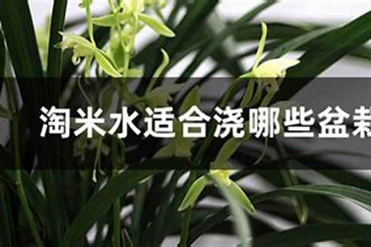 栀子花施什么肥最好