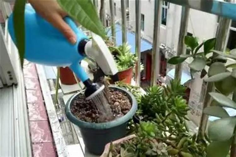 阿司匹林怎么浇花用