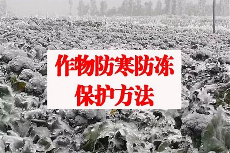 北极的鱼为何不会被冻僵？