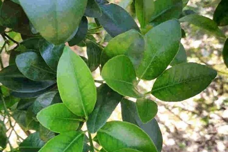 家养桔子树施什么肥料,腐熟的有机肥配叶面肥