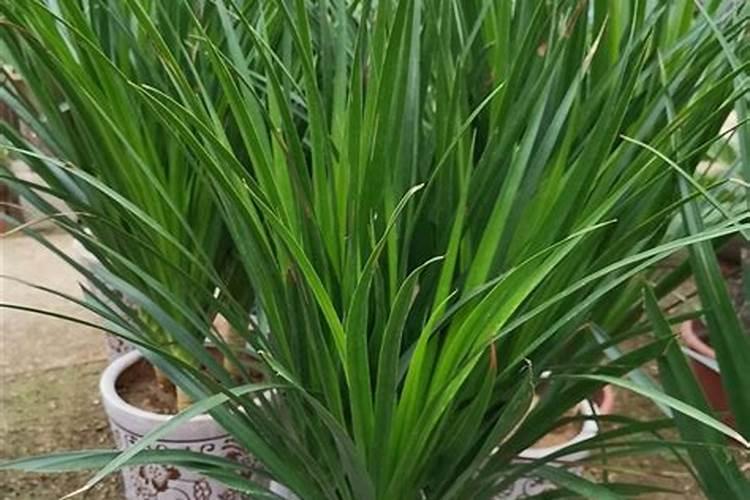 槟榔的养殖方法,喜高温、雨量充沛湿润的气候环境