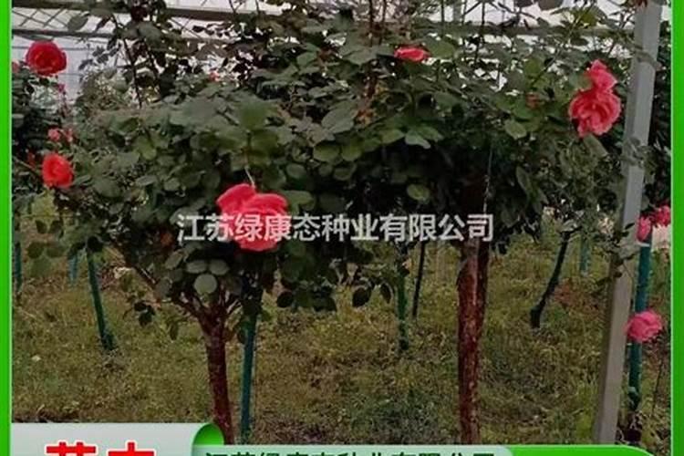 红菜苔生长期几个月