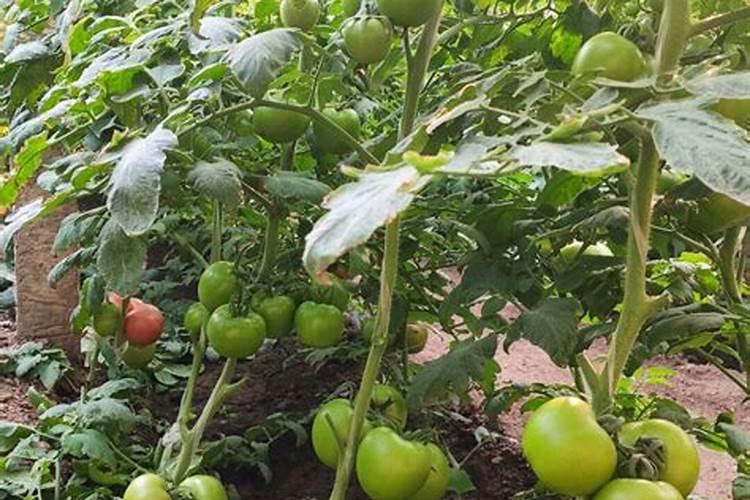 西红柿的种植用什么肥料好
