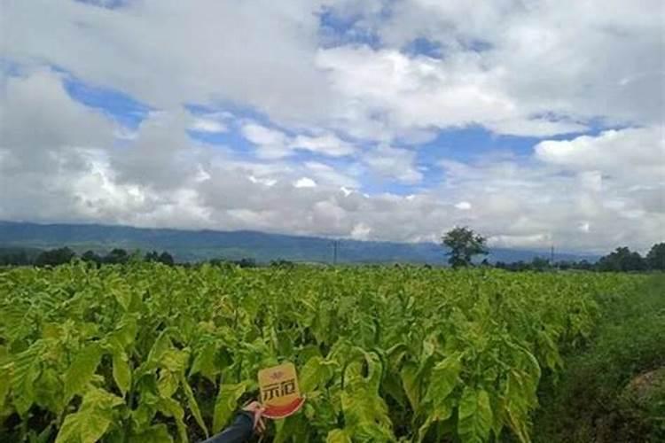 槟榔底肥用什么肥料好？