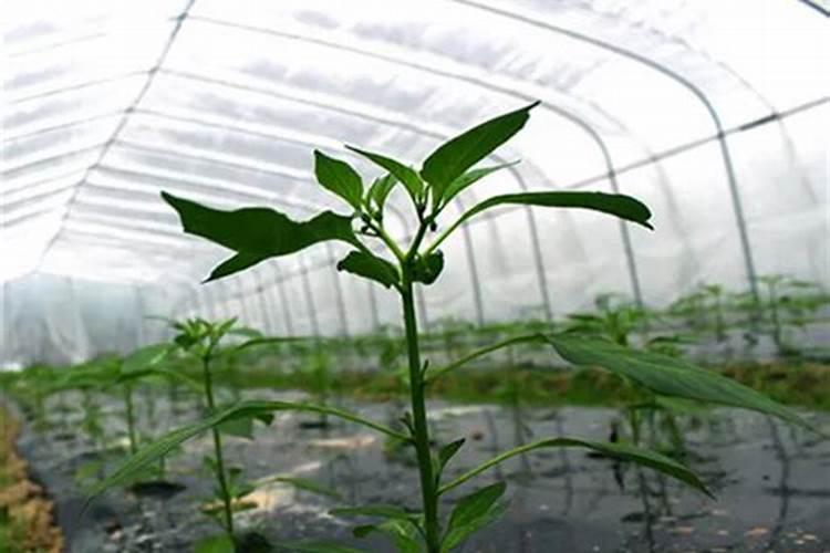 水溶肥用法和用量