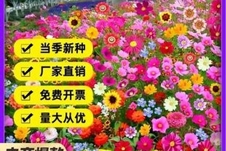 太阳花喜欢什么肥料,太阳花施肥的方法