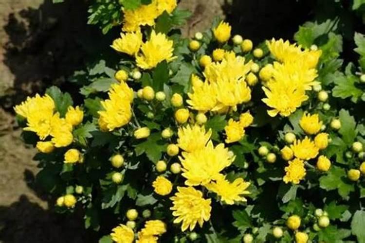 菊花施肥用什么肥料利于开花