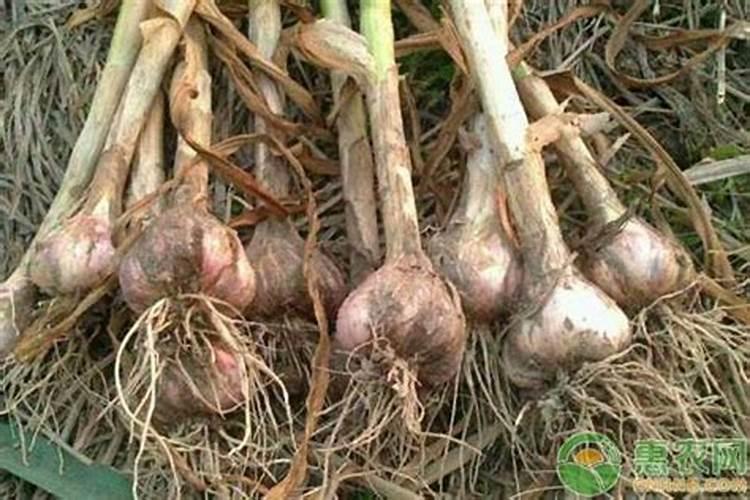 怎么让大蒜早出蒜苔