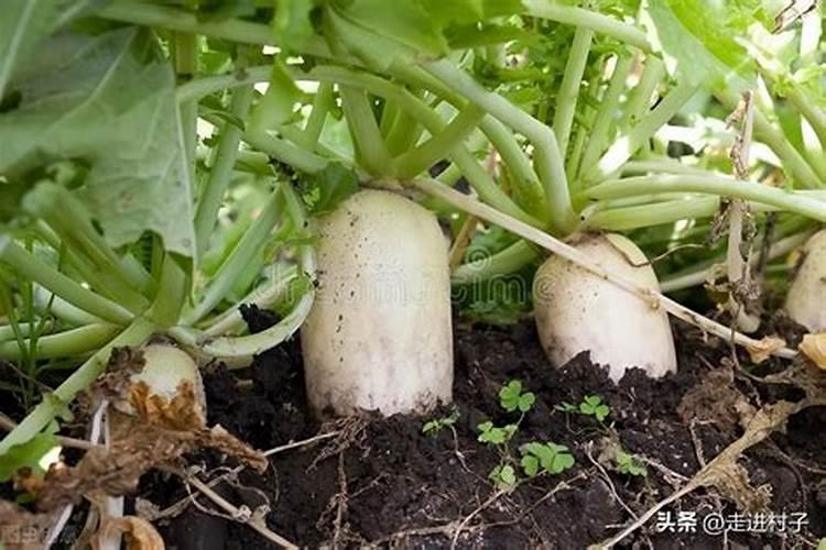 不管种植青萝卜、白萝卜还是红萝卜,肥料这样用,高产又好吃