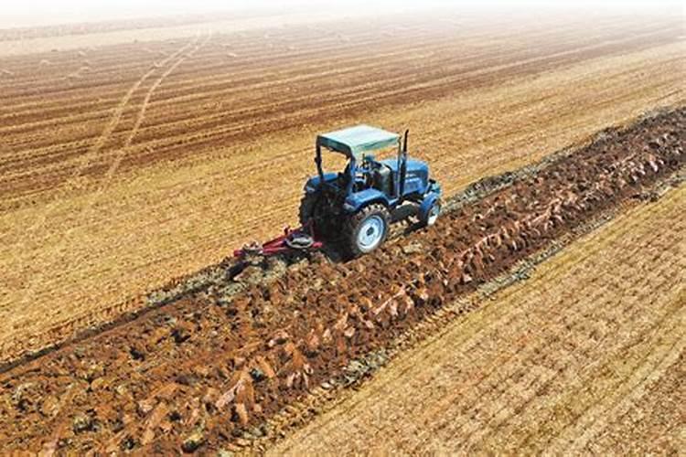 槟榔催花技巧 槟榔催花技巧有哪些