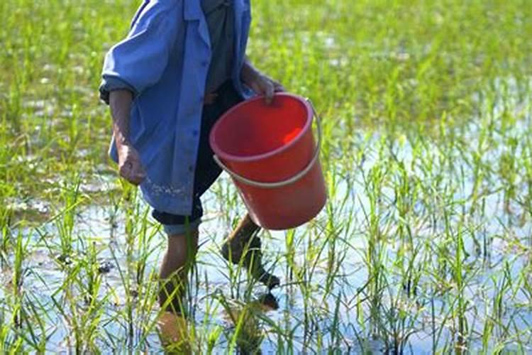 种植水稻多久需要排水通气一次？