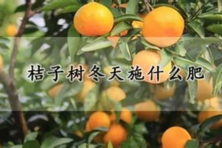 桔子树的施肥技巧 桔子树怎样施肥