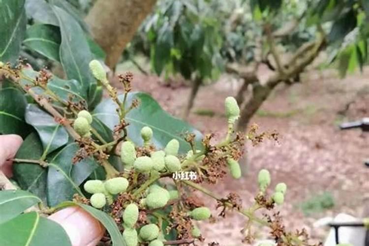 养出漂亮茶花的施肥标准是什么？