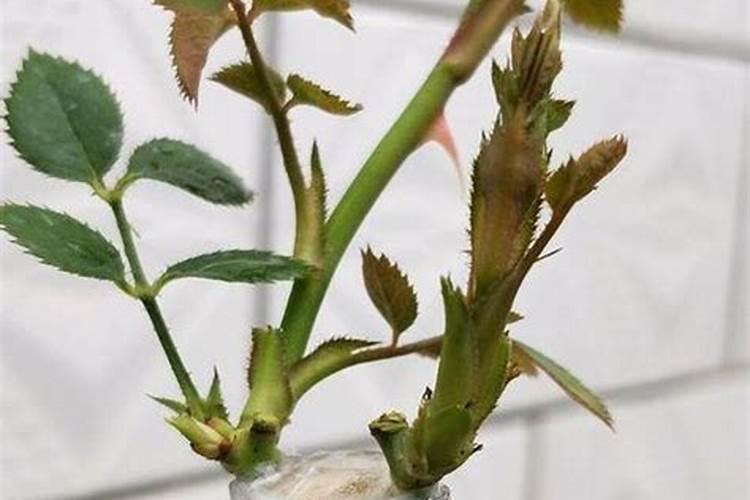 槟榔底肥如何施肥最好呢？