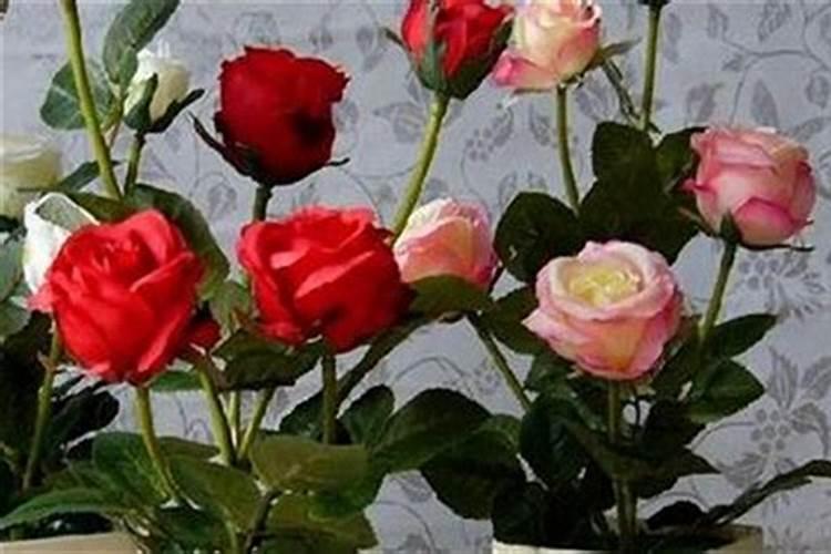 玫瑰花怎么施肥,玫瑰花施氮磷钾肥最为合适