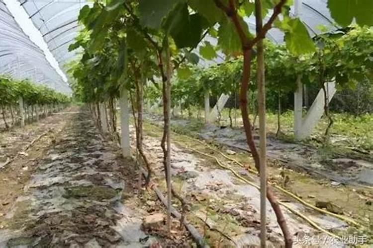 复合肥是撒还是埋肥效好(复合肥撒施好还是埋施使用正确)