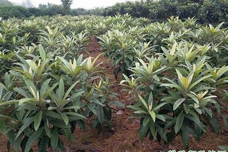 葡萄浇什么肥料根茎长得快