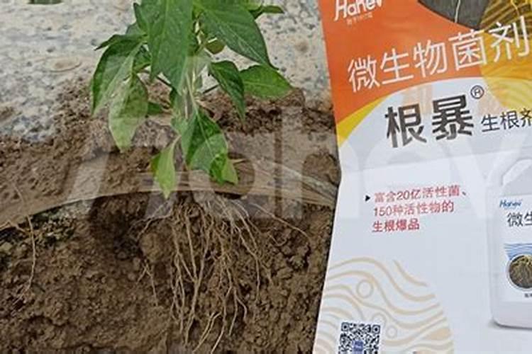 磷酸二氢钾和叶绿素如何控旺