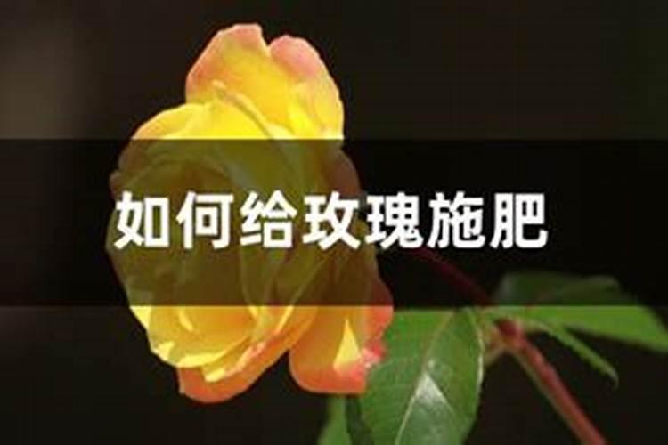 玫瑰花什么时候施肥,施什么肥好