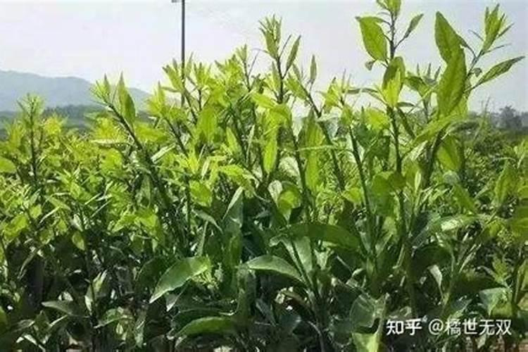 有机质、腐殖质、腐殖酸之间有什么区别啊？