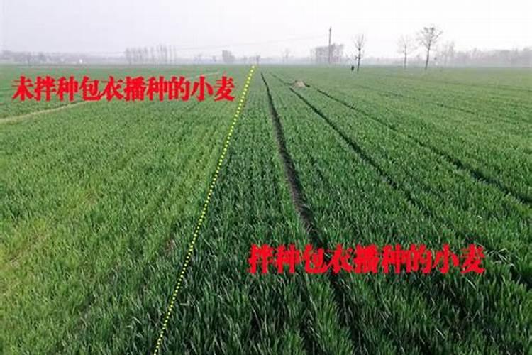 小麦打除草剂能加芸苔素吗(除草剂能和芸苔素混用吗)