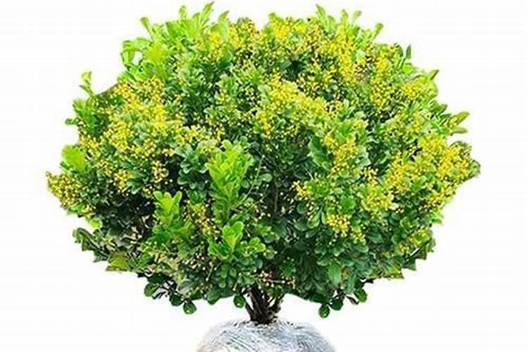 米兰花怎么浇水施肥