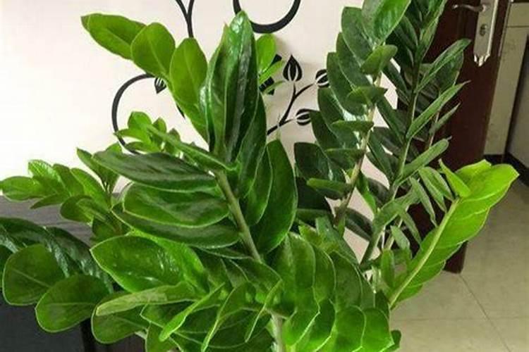 金钱树浇什么肥料合适