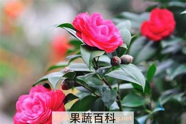 双硫基是什么意思