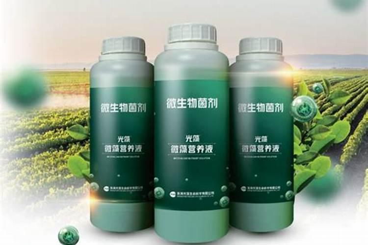 瓜果蔬菜喷叶面肥有什么好处(蔬菜叶面肥什么时候喷好)
