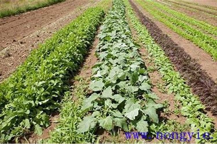 什么是微肥微肥的施用方法