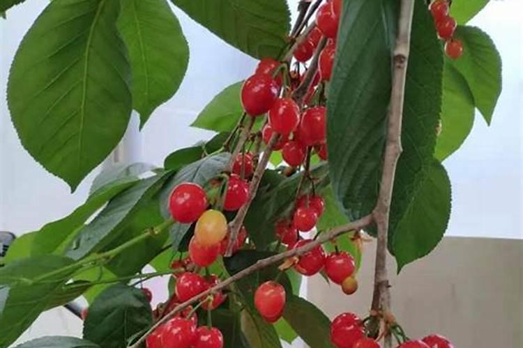 三典有机水溶肥有什么功能？