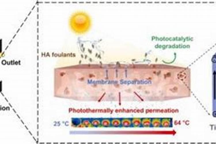 向日葵花期用什么肥料