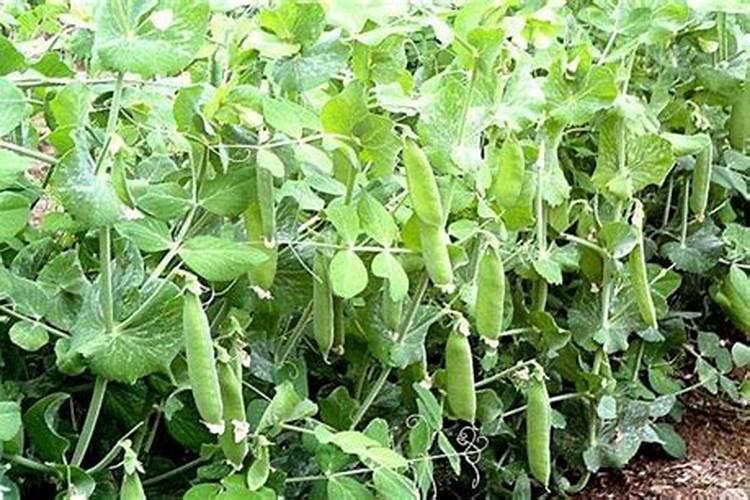 钾肥的正确使用方法