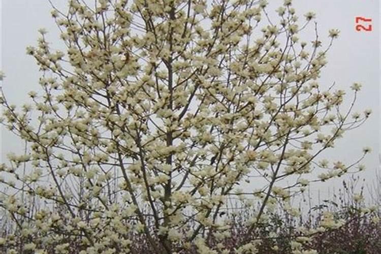 白玉兰施肥方法,用什么肥好