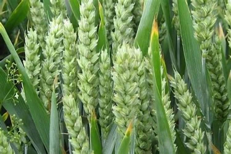 为什么种植油菜要增施硼肥？增施硼肥的好处有哪些？