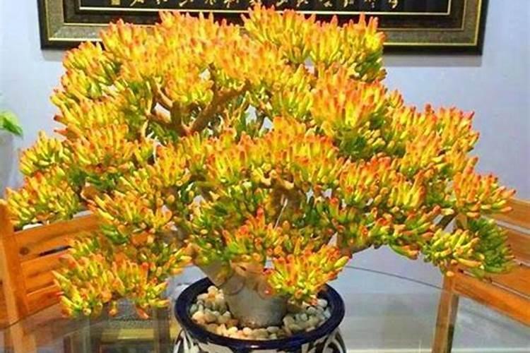 吸财树不发根怎么办？