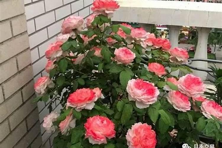 月季苗怎样施肥