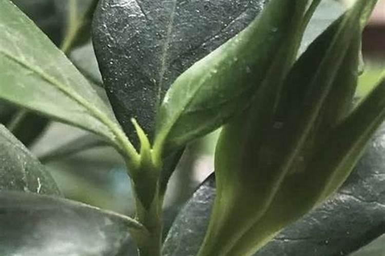 栀子花喜肥吗喜欢施什么肥料