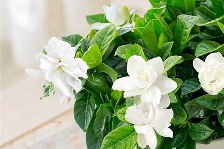 栀子花最忌三种肥料