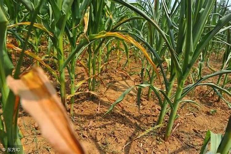 玉米授粉药物有哪些