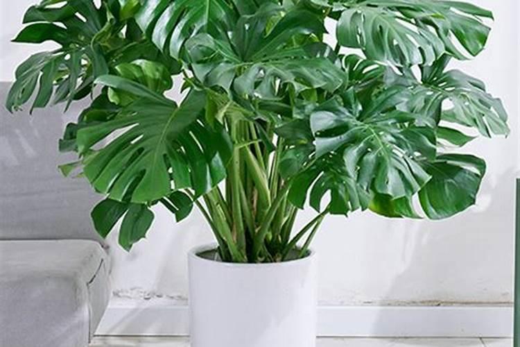 芥菜是如何种植的？怎样才可以提高芥菜的产量？