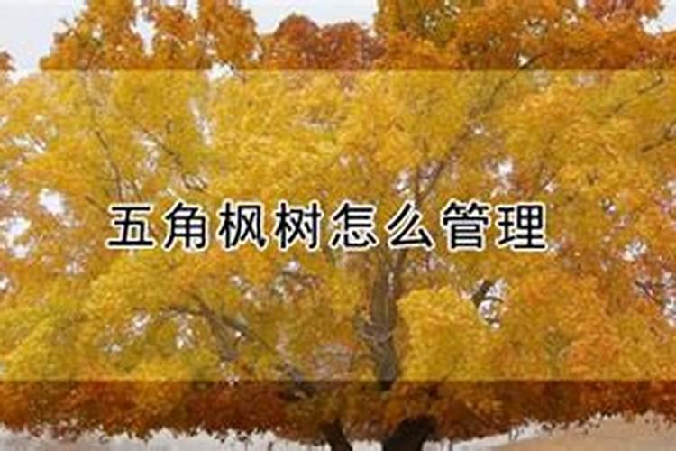 红枫树的叶子枯萎了怎么救治