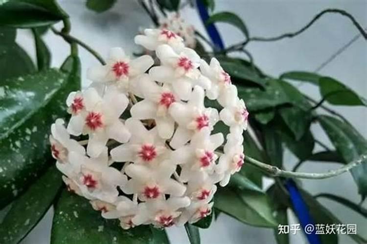 白三叶种子对播种技术有什么要求 怎么播种最好